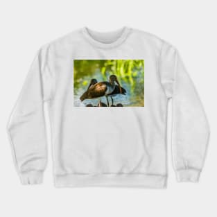 white ibis 2 Crewneck Sweatshirt